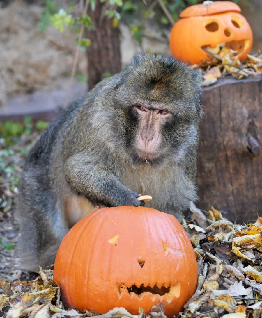 Rodina makakov si halloweenské