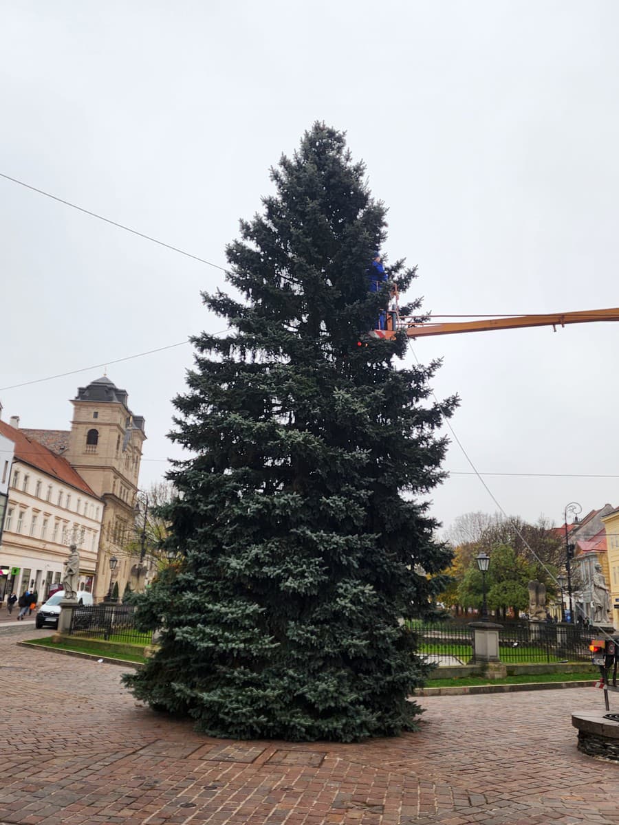 V obci Olšovany sú na to, že košickú Hlavnú ulicu bude zdobiť stromček práve z ich obce, patrične hrdí. 