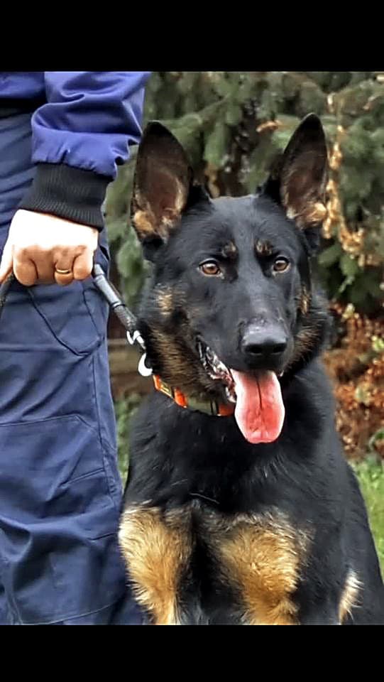 Štvornohý policajt má za sebou dvojročný výcvik.