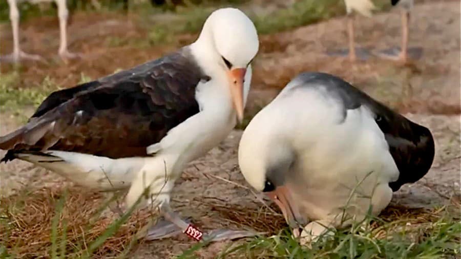 Samička albatrosa laysanského