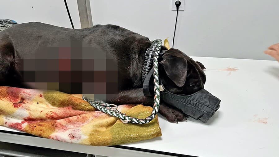 Psíkovi sa veterinárka snažila zo všetkých síl pomôcť, žiaľ, pred operáciou skonal.