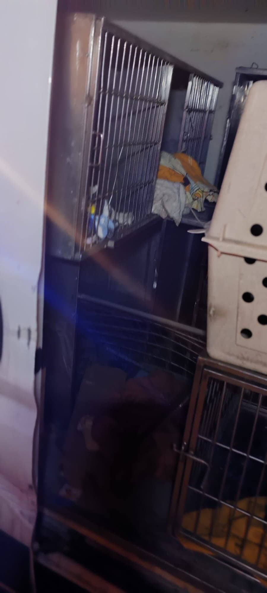 Slobodu zvierat postretlo nešťastie. Havarovali práve, keď viezli psíkov za novými rodinami.