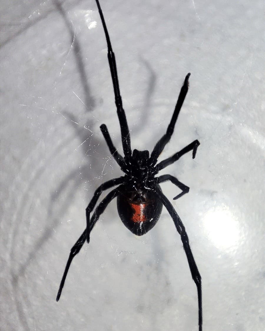 Dospelú samicu druhu Latrodectus hesperus s vajíčkami objavili v Ružomberku.