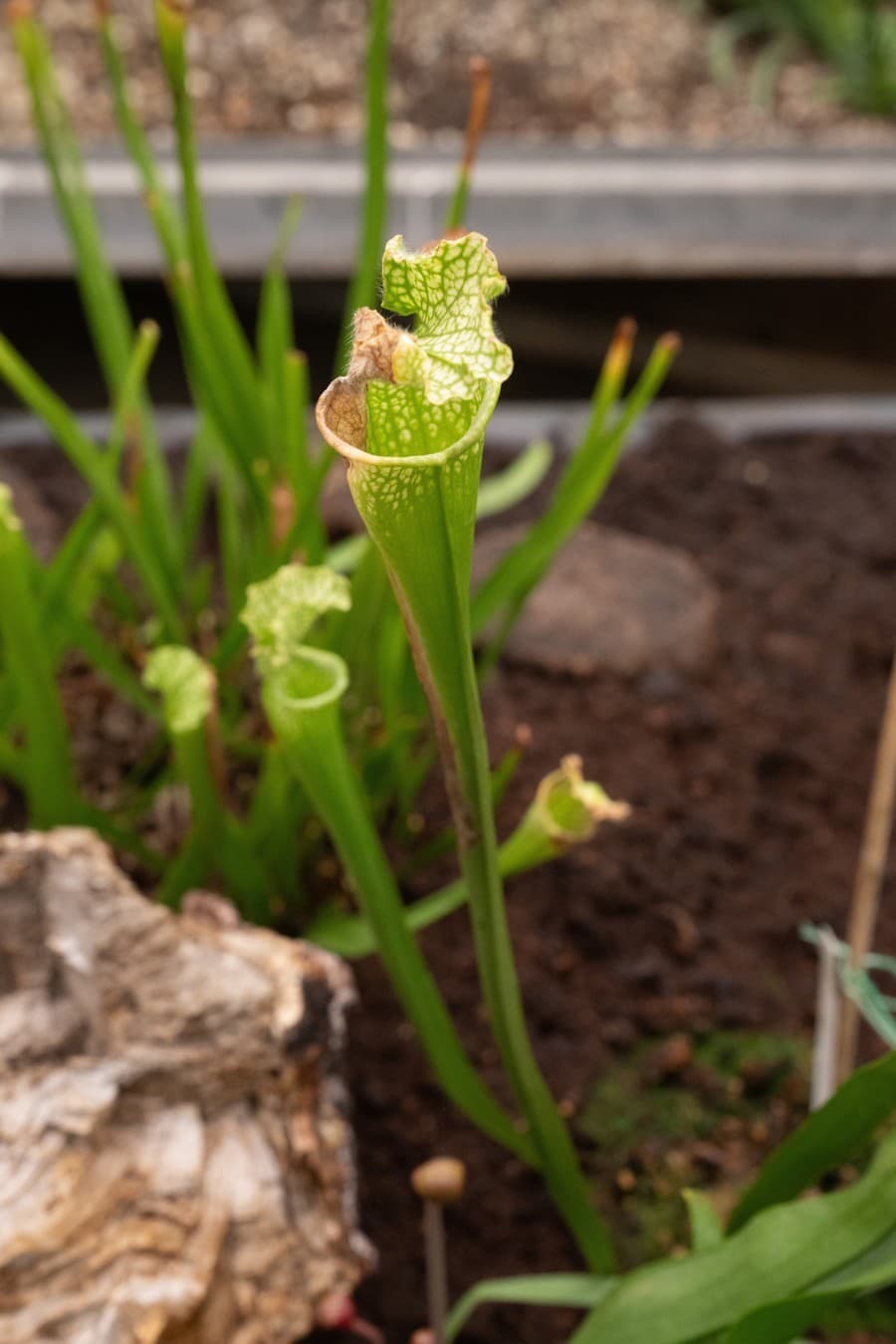 Expozícia v Botanickej záhrade SPU ponúka desiatky druhov mäsožravých rastlín