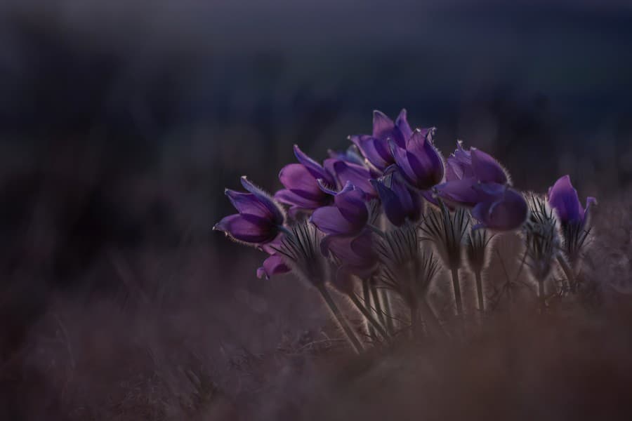 Okrem snežienok fotografuje aj iné kvety, najobľúbenejší je poniklec.