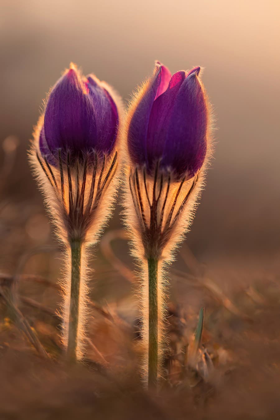 Okrem snežienok fotografuje aj iné kvety, najobľúbenejší je poniklec.