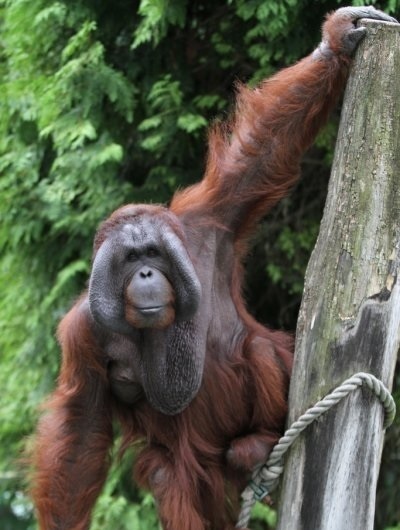 Orangutan bornejský.