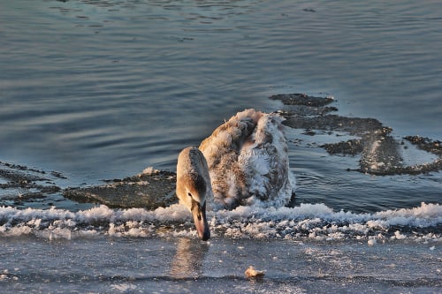 Vodným vtákom podmienky na Slovensku vyhovujú.