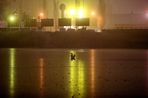 Mnohé druhy labutí prežijú aj tuhú zimu na Slovensku.