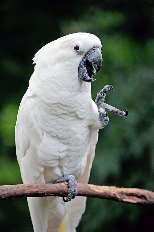 Papagáj Kakadu je u chovateľov veľmi obľúbený.