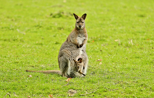 Malé kengurie drobce si užívajú ešte teplo v mamičkinom vaku.