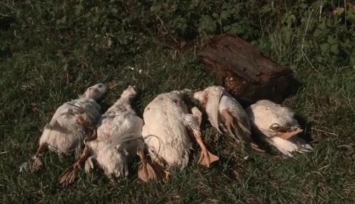 Farmárom zostane päť mŕtvych kačíc. Jednu si šelma zobrala so sebou.