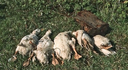Kačky na Farme zabila pravdepodobne líška.
