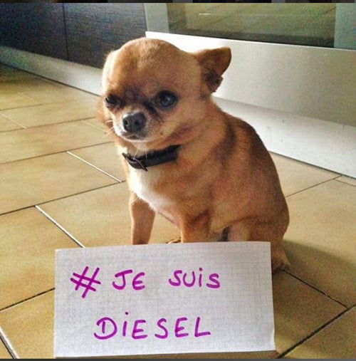 Majitelia na počesť sučky odfotili svojich psíkov s odkazom ,,Ja som Diesel“.