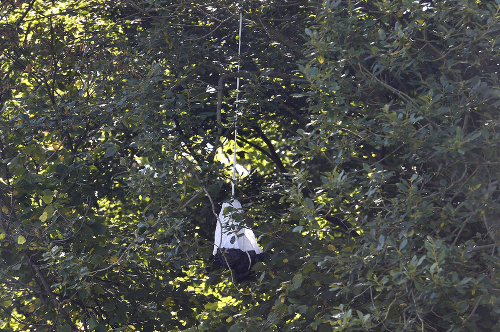 Po páde športového lietadla nad obcou Červený Kameň visí na strome vyťahovací padák.