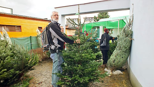 Žilina: Peter (55), kupujúci: Kaukazskú jedľu budem mať až do Vianoc na balkóne.