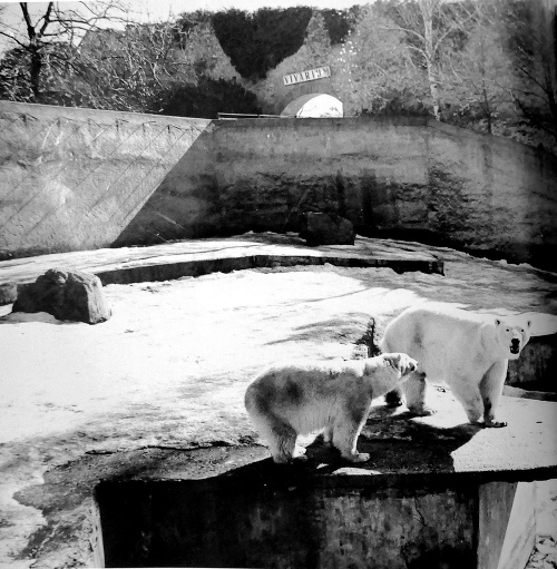 1975 - Sovietske ľadové medvede.