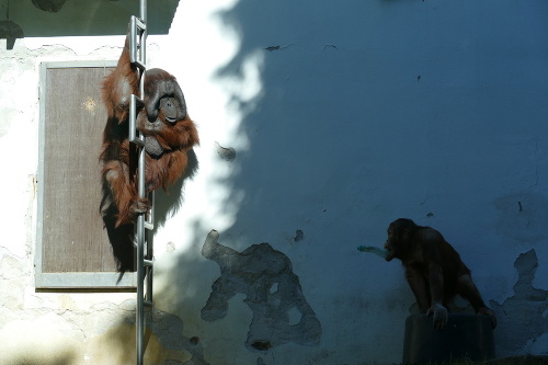 Orangutan Jago ako hlava rodiny.