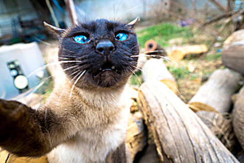 2013: Siamská mačka v Indonézii.