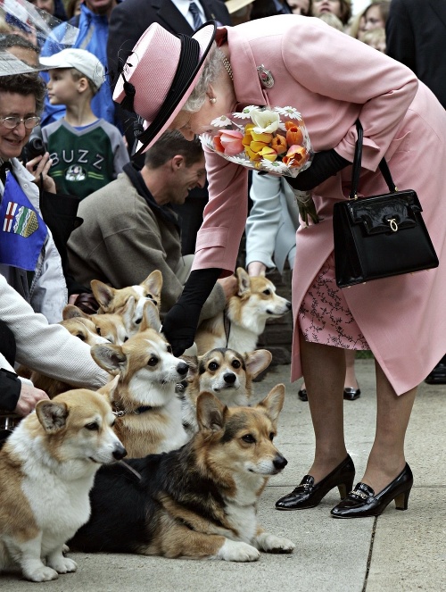 Kráľovná Alžbeta II. obľubuje psíkov plemena korgi.