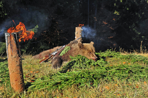 Jedným z odstrelených medveďov bol aj viac ako 120-kilogramový maco.