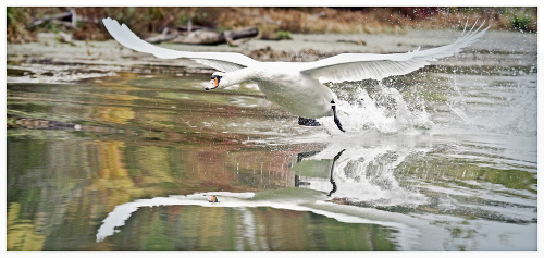 Labuť obrovská: Jedným zo spokojných obyvateľov oblasti je tento vzácny vodný vták.