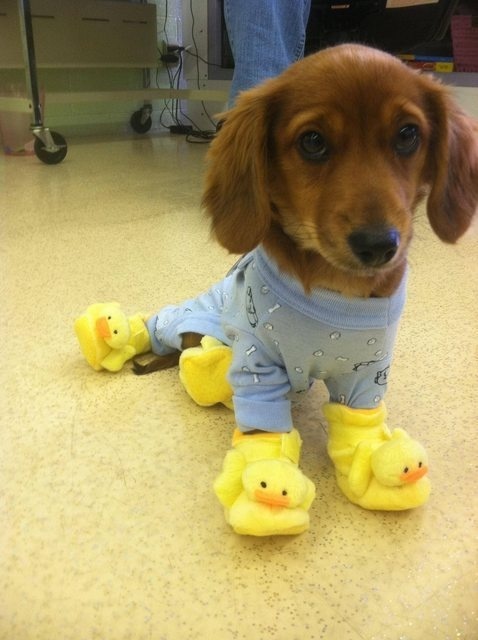Rozkošné zvieratká v pyžamách. 