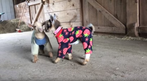 Rozkošné zvieratká v pyžamách. 