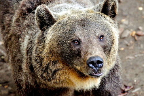 Medveď ho napadol neďaleko Dutej skaly, kde má zrejme svoj brloh.