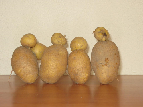 Františkova manželka našla v zemi hotovú zemiakovú rodinku.