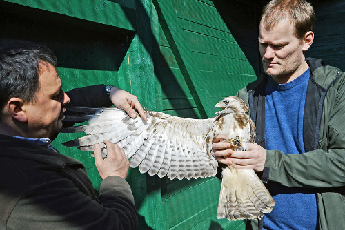 Veterinár Ľuboš Korytár a Peter Major kontrolujú myšiaka hôrneho.