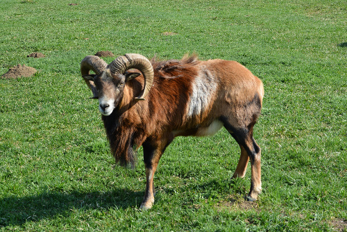 Baran Mufi, Kamerun