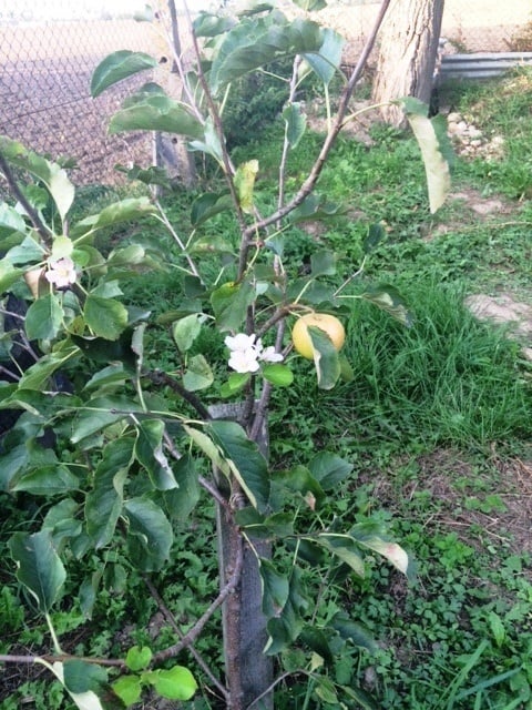 Trenčín, 17. 9. 2015: Na 3-ročnej jabloni sa súbežne objavili kvietky aj jej prvé jabĺčko.
