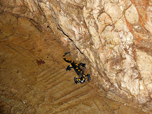Salamandry škvrnité sú poslami jari.