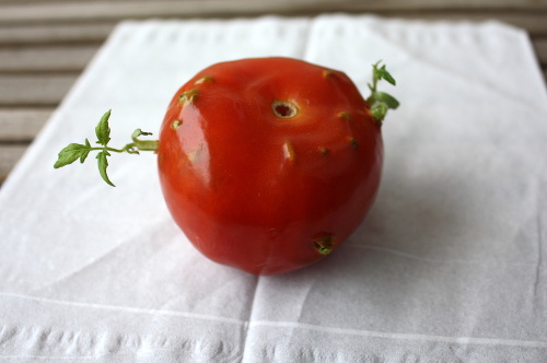 Z jednej paradajky bude viac paradajok vďaka priesadám, ktoré z nej vyrástli.