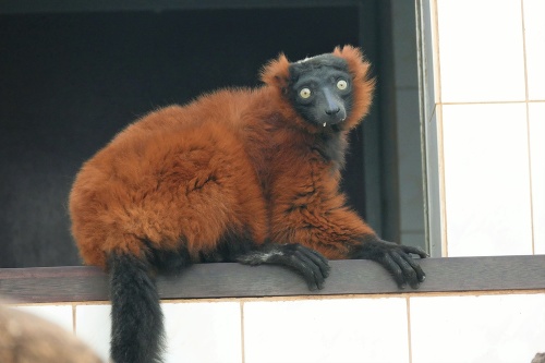 Lemur červený