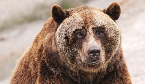 Medveď hnedý.
