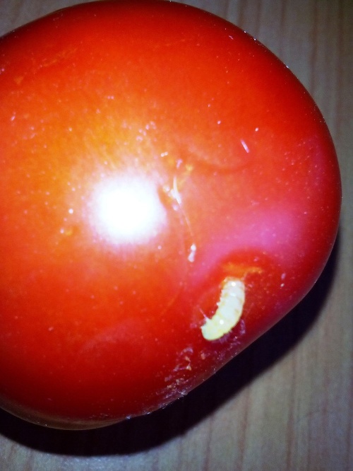 Pevná, šťavnatá, už len do nej zahryznúť. Táto paradajka je však len pre silné žalúdky.