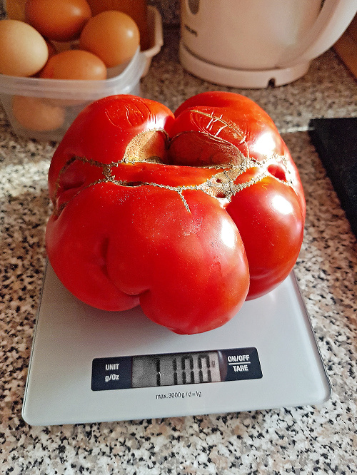 Vladimír z  Piešťan sa pochválil skutočne obrovskou paradajkou.