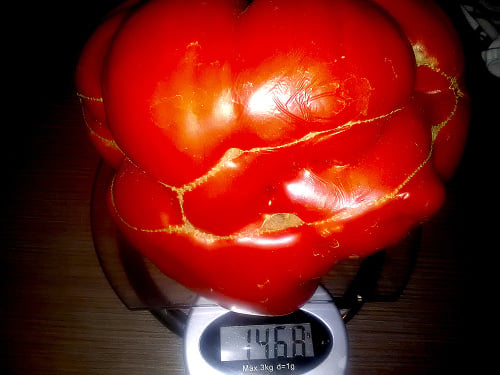 Obrovská paradajka rástla do svojej veľkosti 6 mesiacov.