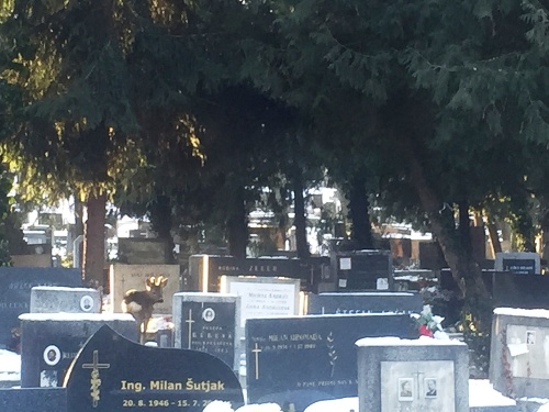 Srnček sa túlal po cintoríne len pár metrov od čitateľa.