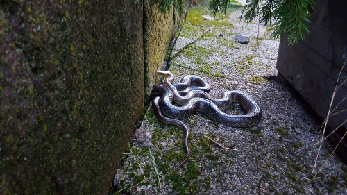 Had sa skrýval pod stromčekom na dvore.
