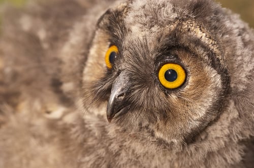 Long-eared owl, young (Asio otus), portrait