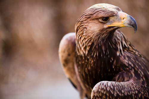 Close up of an eagle. This photo was taken of the bird in captivity.