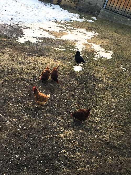 Medzi sliepkami si môže každý deň vybrať svoju vyvolenú. 