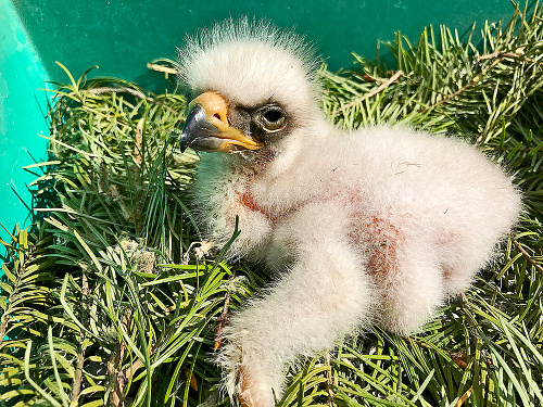 Orlica sa vyliahla v škole v máji minulého roka.