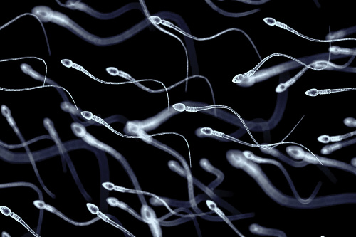 Množstvo a kvalita spermií sa neustále zhoršujú.