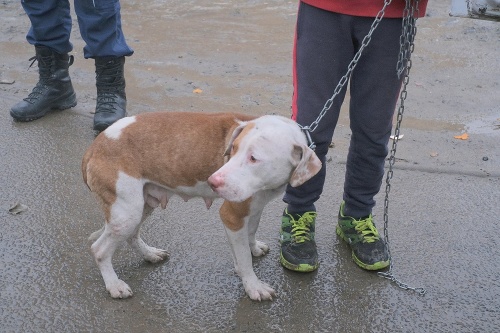 OZ Pomoc psikom na vychodnom Slovensku zverejnila zábery z odchytu.