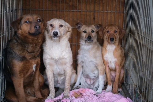 Mestská polícia (MsP) v Trebišove realizovala v rómskej osade odchyt 25 túlavých psov.