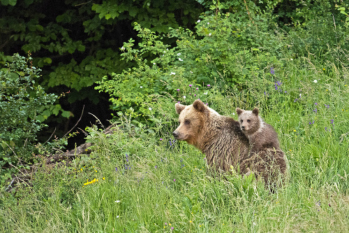 Medveď hnedý: Z väčšiny Európy bol vyhubený už v stredoveku, na Slovensku žije dodnes.